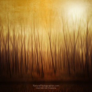 trees of winter